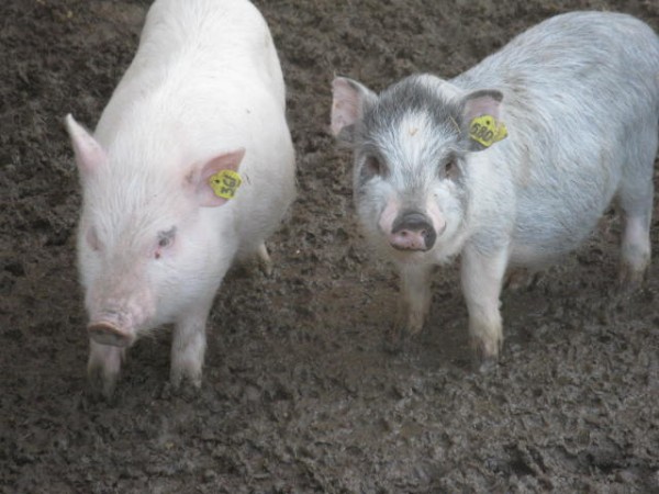 Свинка форум. Кубанская свинья порода.