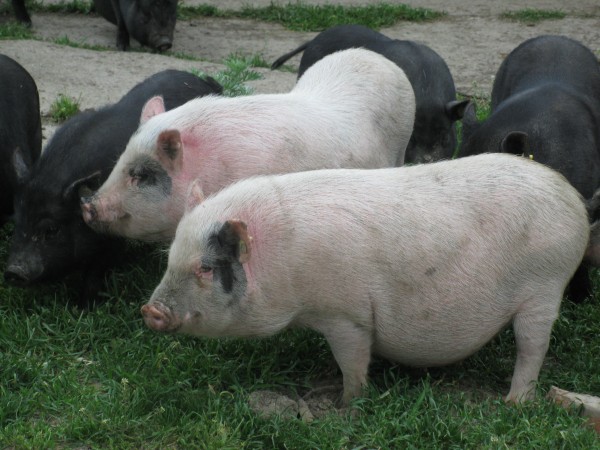 Свинка форум. Немецкая порода свиньи. Ачинская порода свиней. Свиней породу немецкий чиорды.