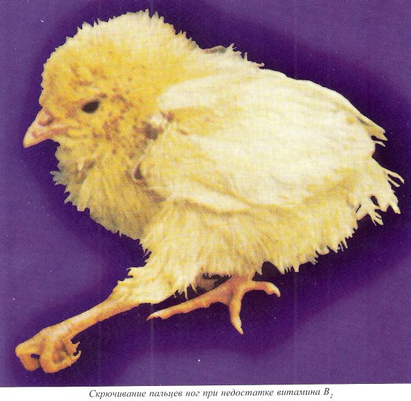 У цыпленка разъезжаются лапки. Болезни цыплят бройлеров рахит. Гиповитаминоз в2 у цыплят.