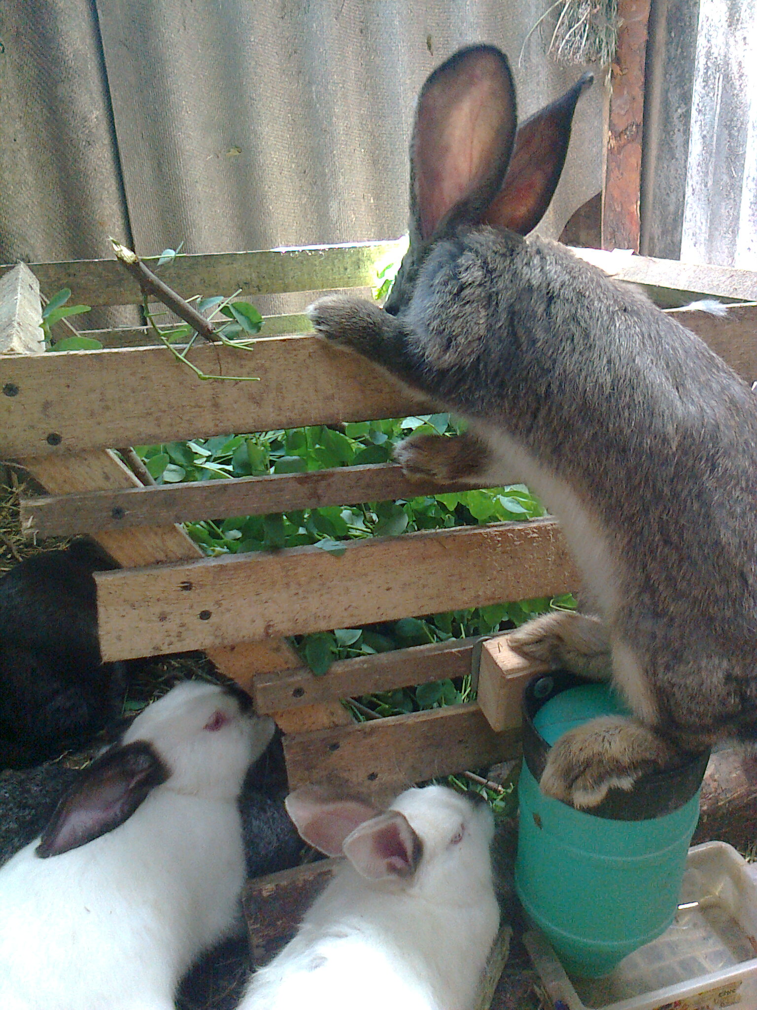 Можно ли кроликам крапиву. Кролики на даче. Завести кролика. Забавные кролики на даче. Держания кролика на даче.