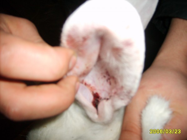 Лечение ушного клеща у кролика