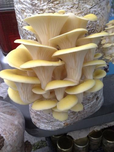 Можно ли выращивать грибы в подвале многоквартирного дома?