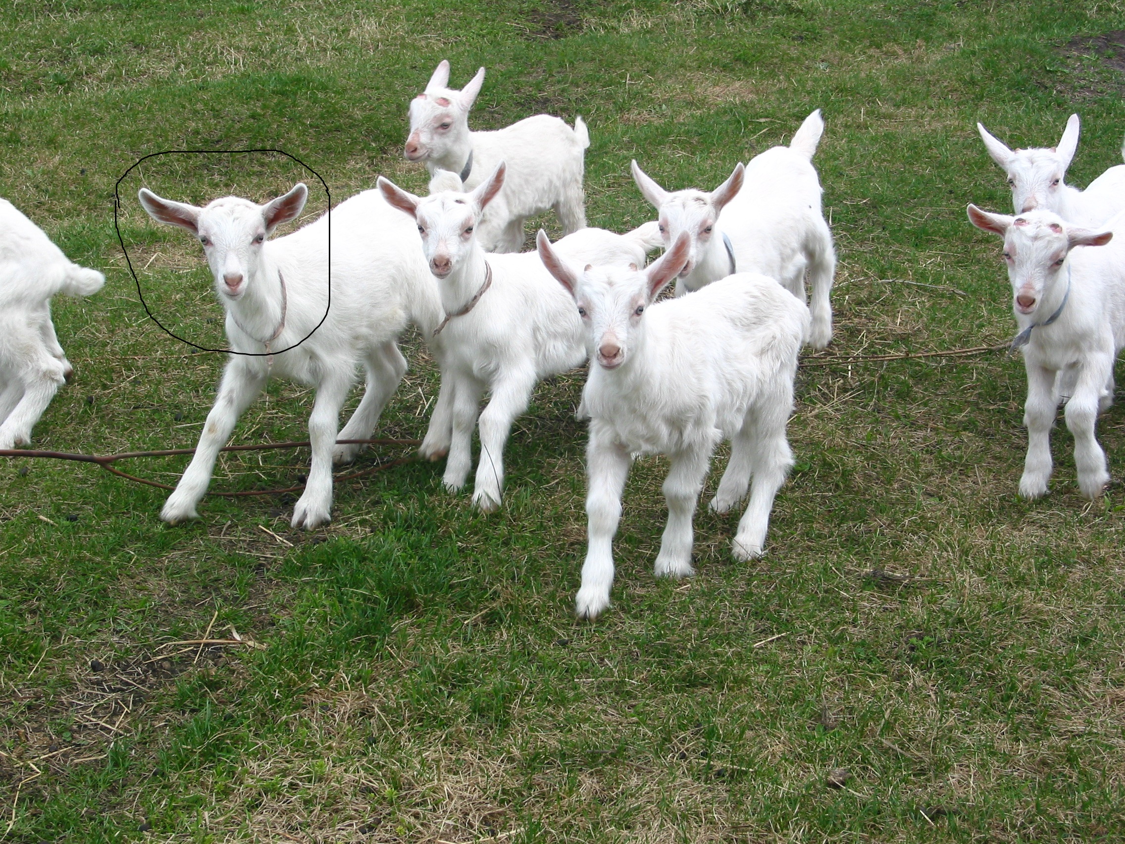 Пятеро козлят. Ангорская коза. Зааненские козы. Козы зааненской породы. 1 Коза 1 коза 5 козлят.