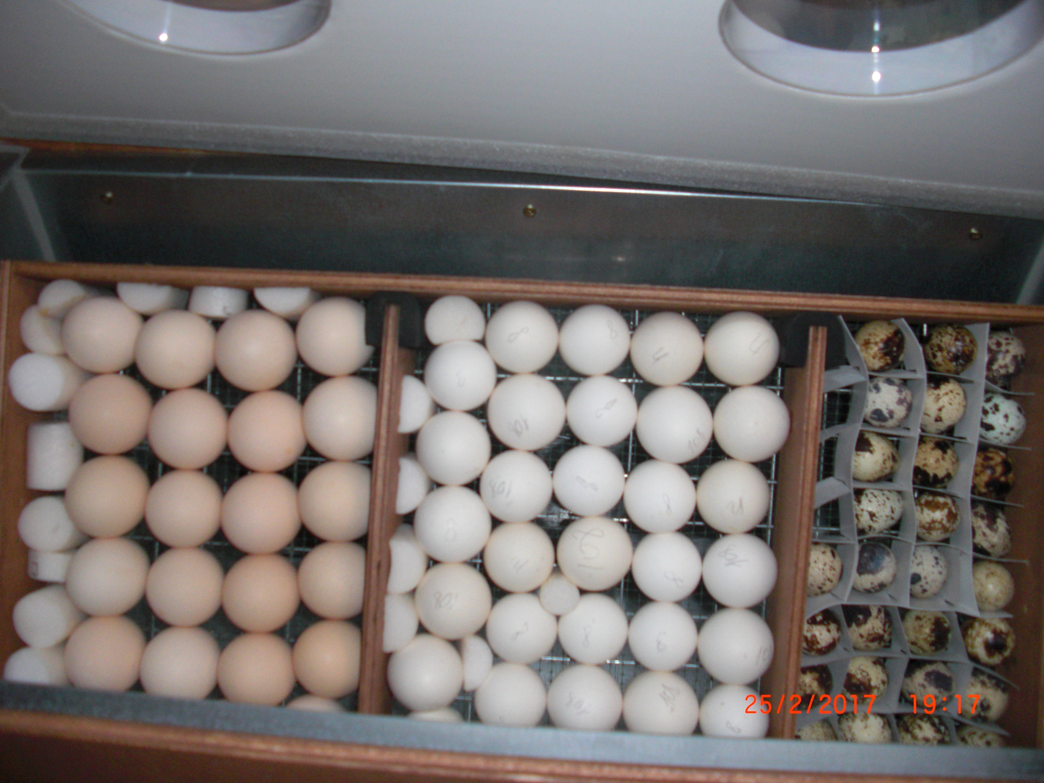 Блиц 90 яиц. Инкубация индюшиных яиц блиц 72. Инкубация перепелиных яиц блиц 72. Инкубационное яйцо в инкубатор блиц 2. Инкубатор блиц 72 гусиные яйца.