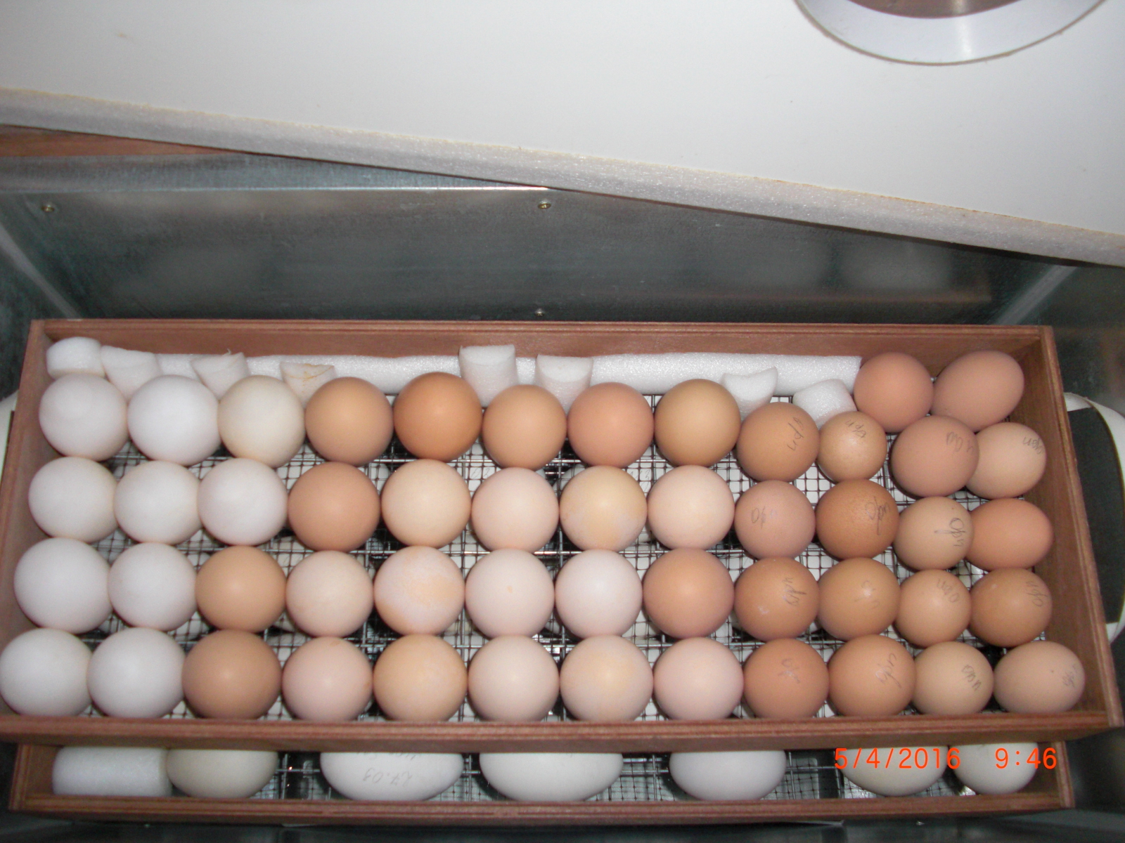 Блиц 90 яиц. Лотки для инкубатора. Лоток для яиц. Закладка яиц в инкубатор. Закладка куриных яиц в инкубатор блиц.