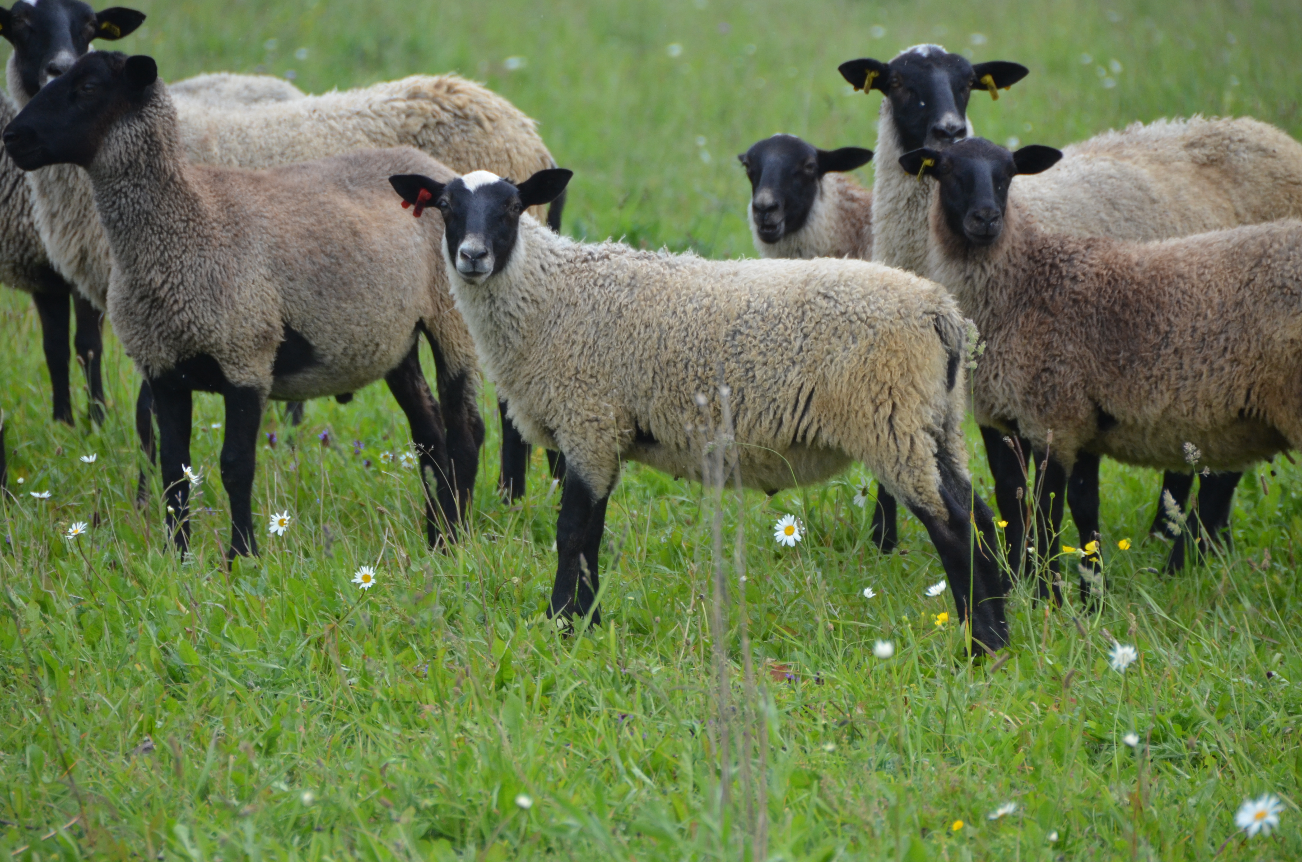 Романовская порода баранов. Порода романовских овец. Романовская порода овец. Романовские породы Баранов. Романовская порода баран.