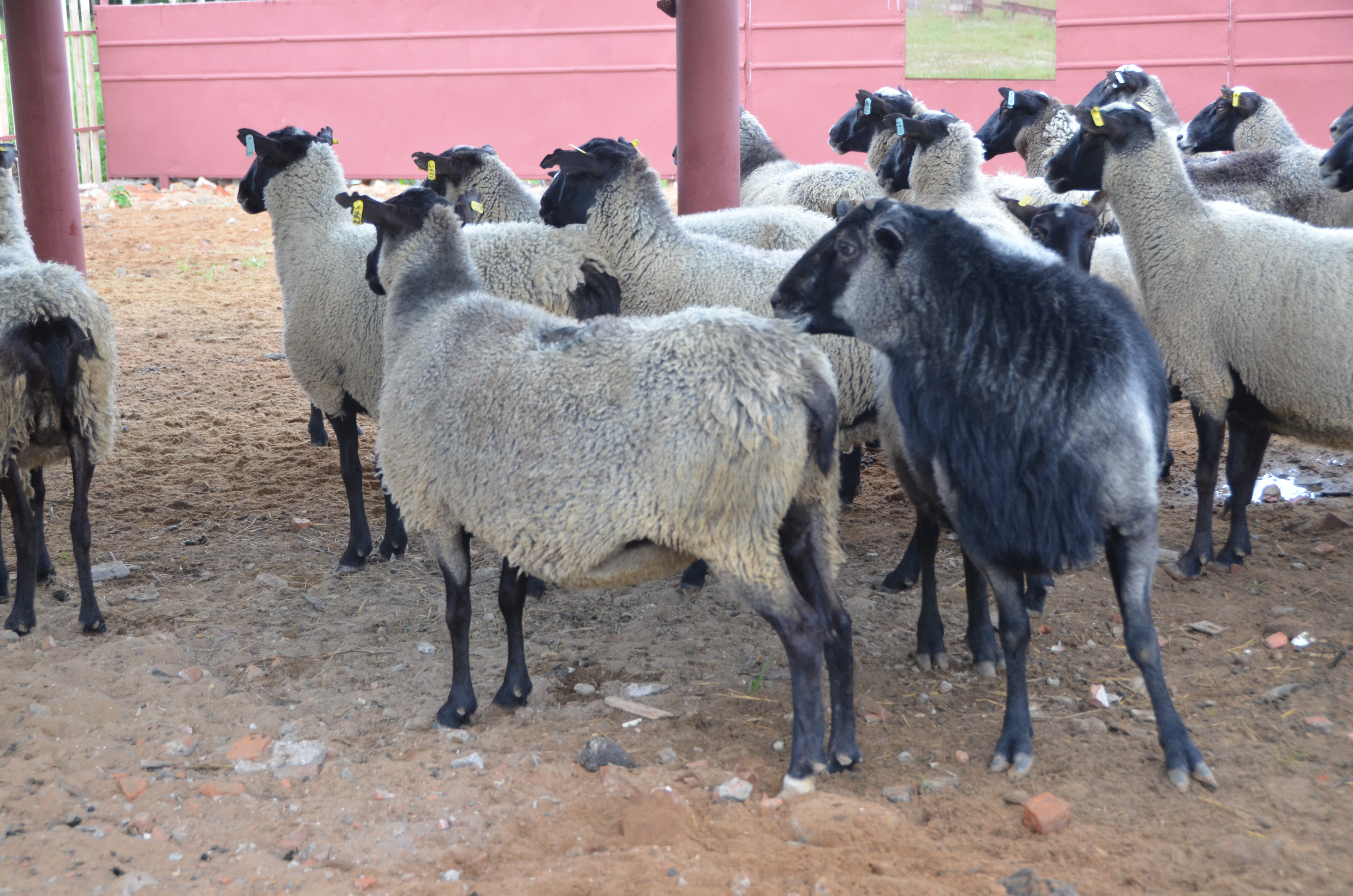 Орловская порода овец