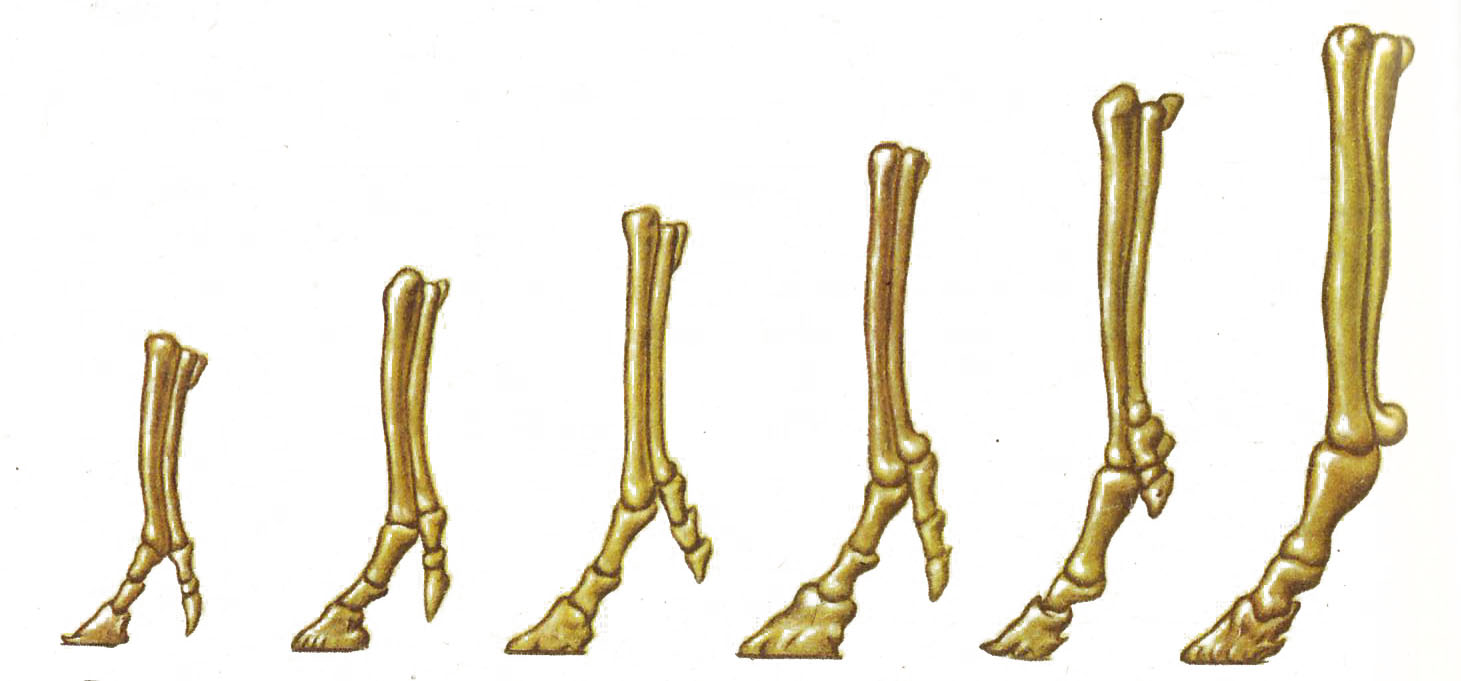 Ноги предка. Филогенетический ряд конечностей лошади. Филогенетический ряд лошади строение конечностей. Эволюция передней конечности лошади. Филогенетический ряд лошади изменения в конечности.