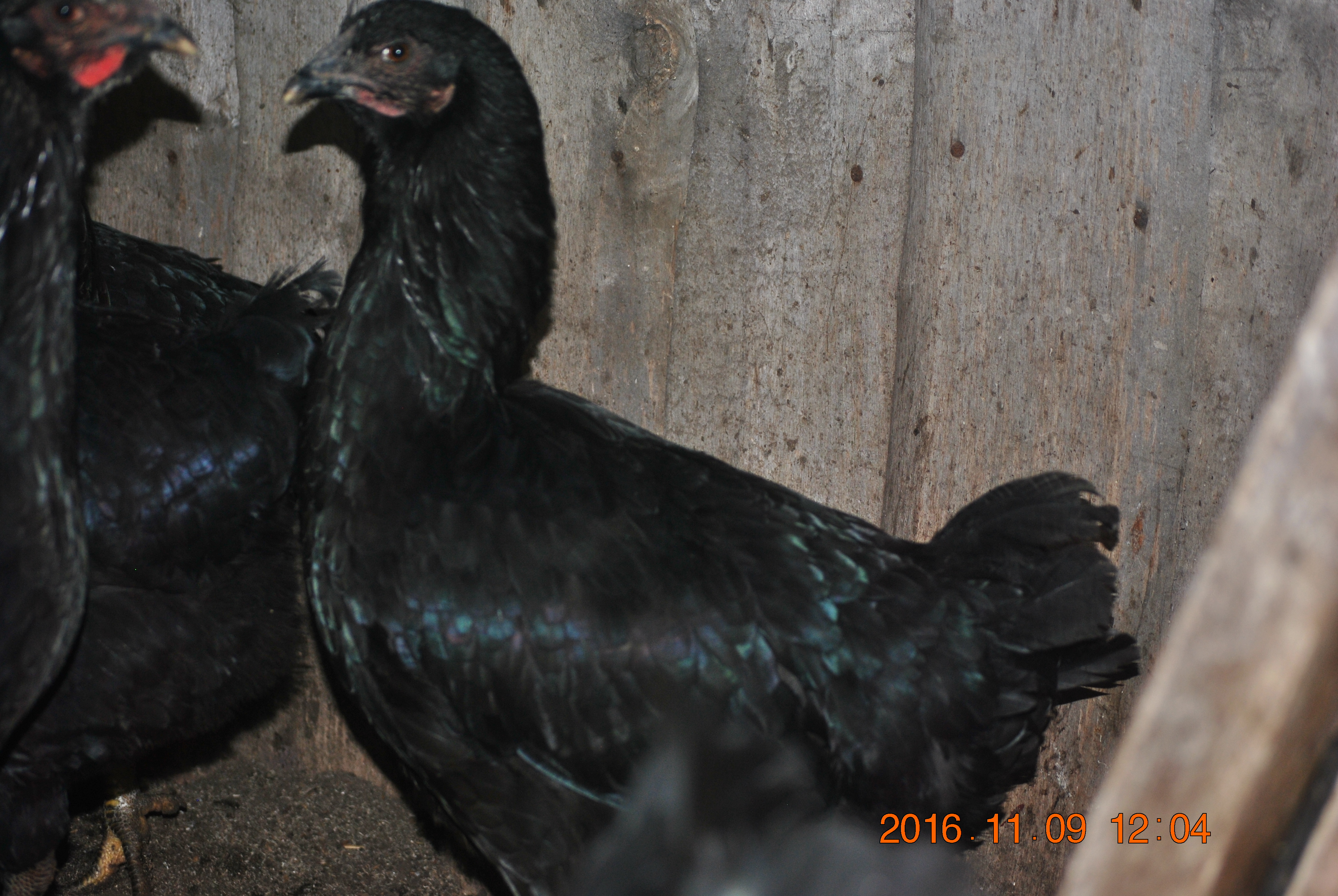 Юрловская черная порода кур