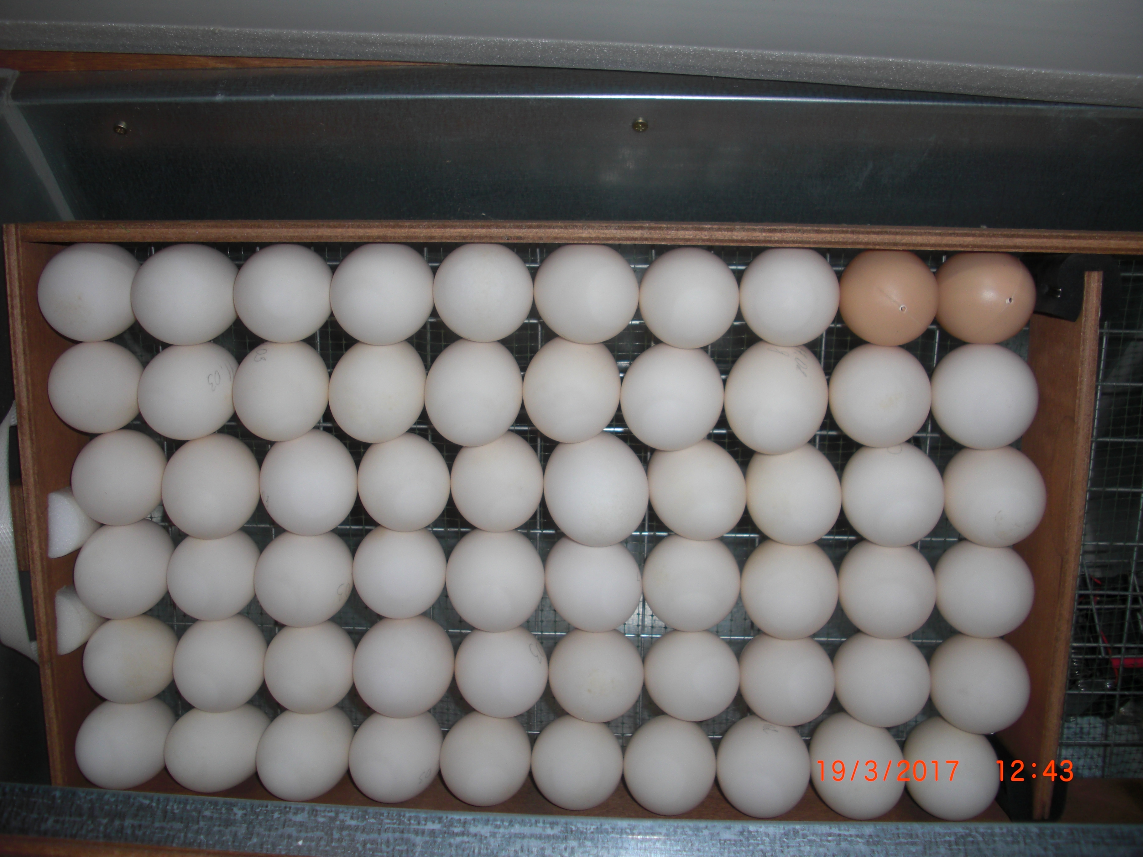 Закладка яиц в инкубатор блиц. Инкубатор блиц 72 гусиные яйца. Закладка гусиных яиц в инкубатор блиц. Инкубация гусиных яиц в блиц 72. Закладка яиц в инкубатор блиц 72.