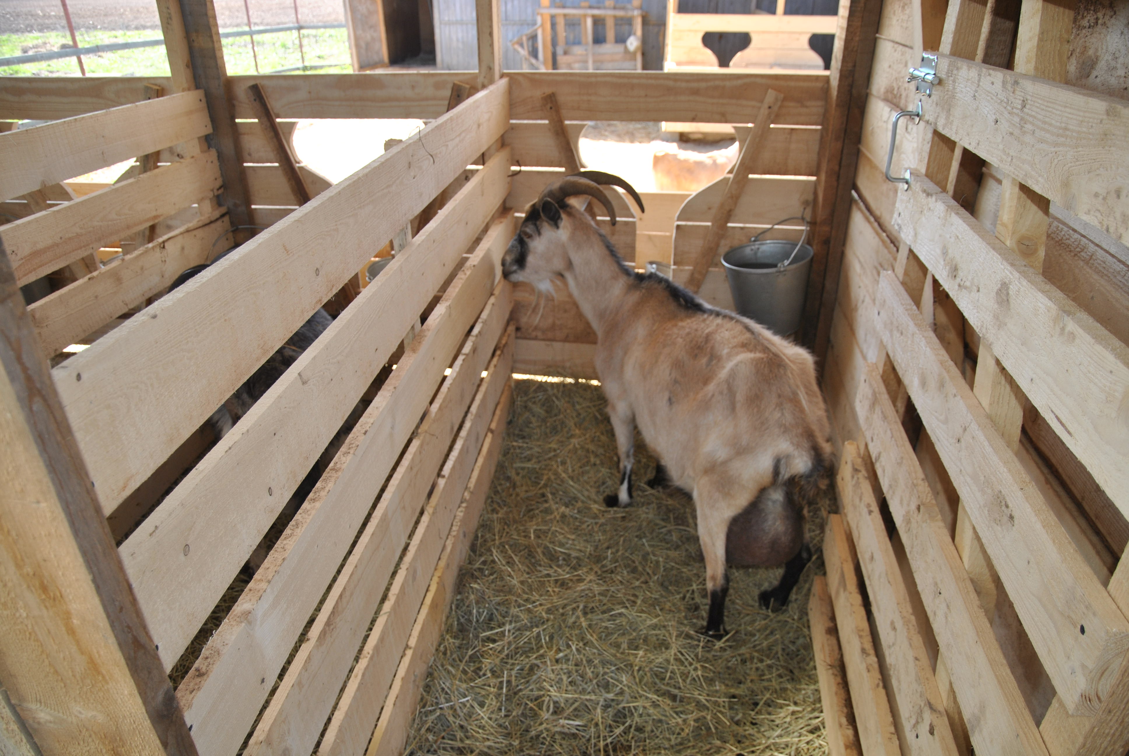 Содержание домашней козы. Козлятник помещение для коз. Козлятник на 5 коз. Козлятник для коз зимний для 2 коз. Козлятник хлев.