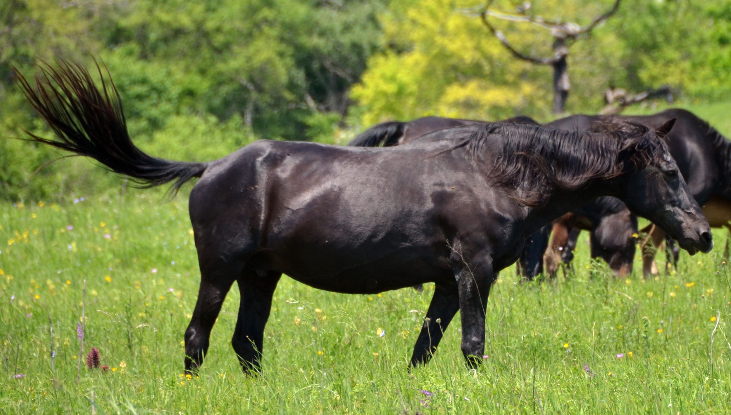 Аникеев кабардинский лошади