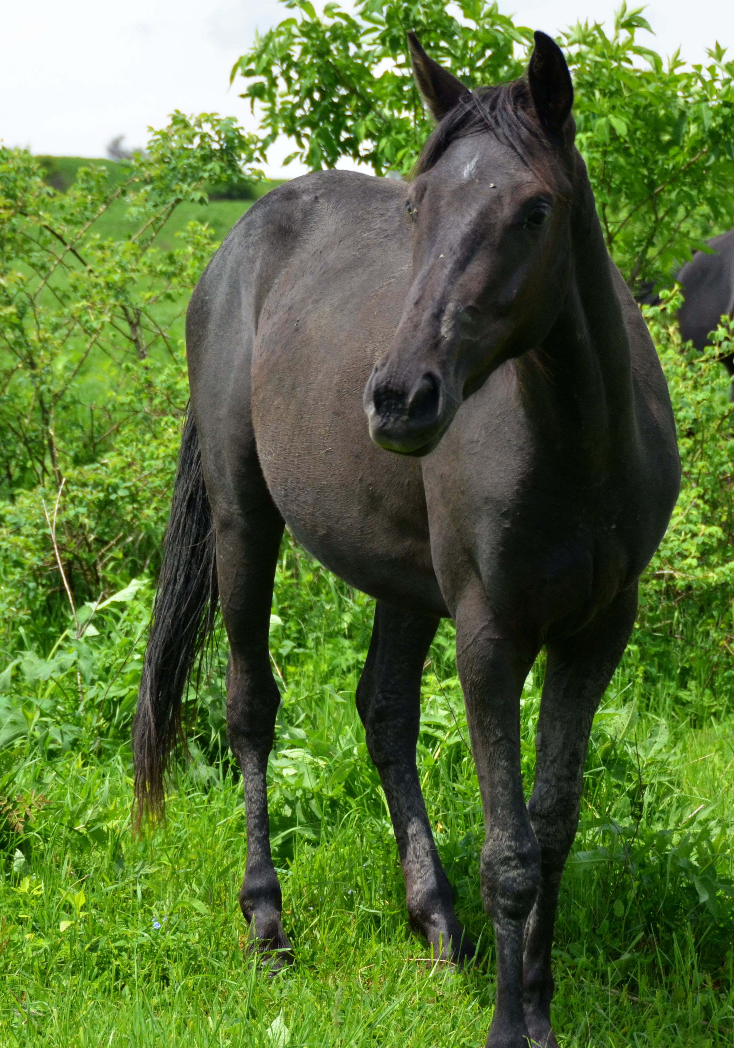 Черкесская лошадь