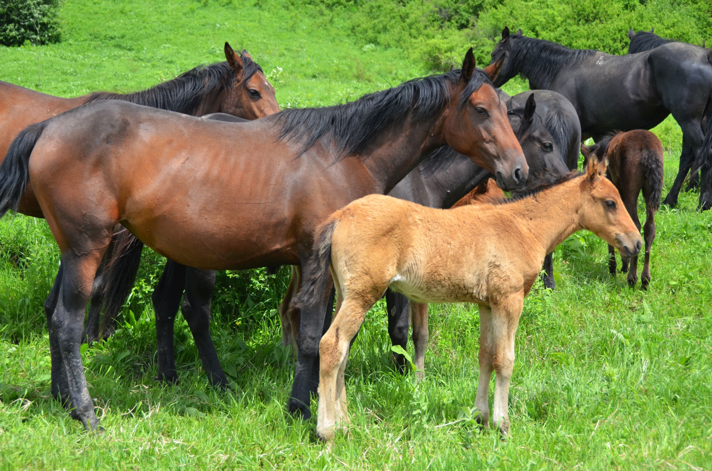 Кабардино-Балкария порода лошадей