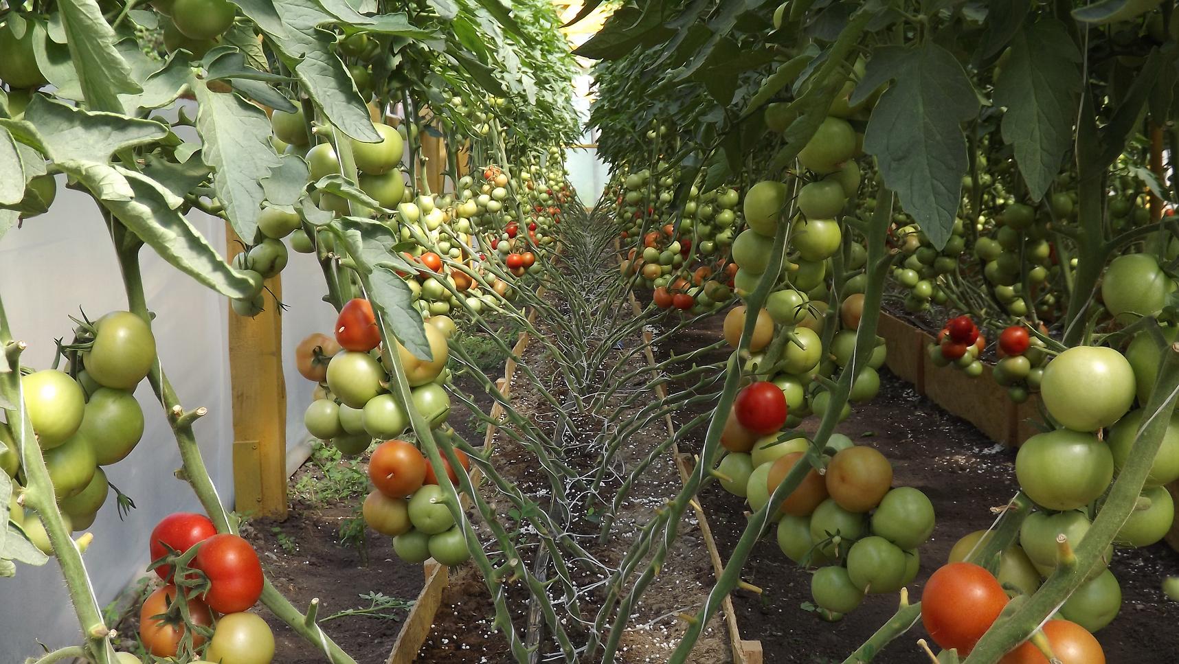 Выращивание помидоров отзывы