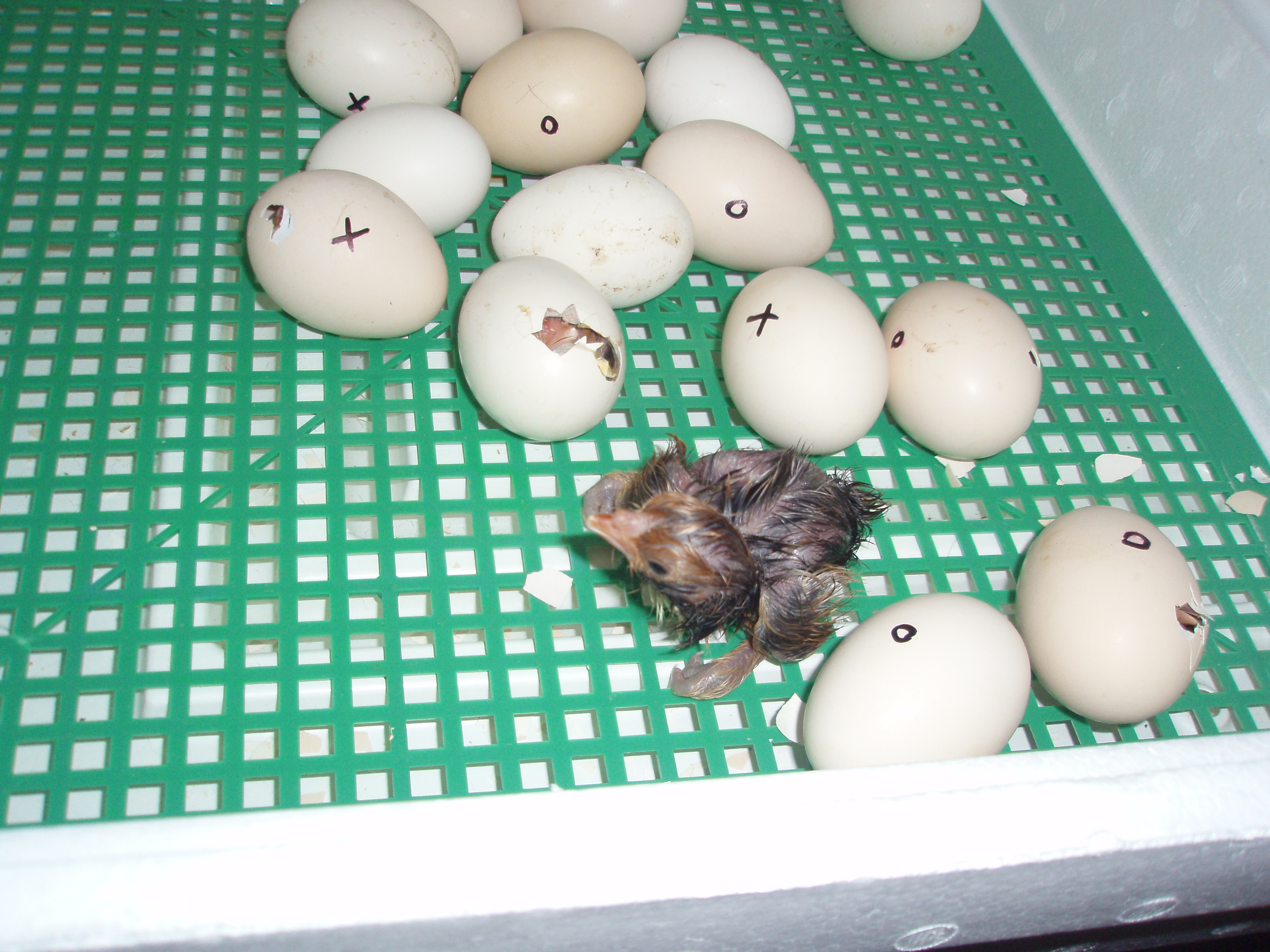 Как ухаживать за инкубатором. Мини Квочка инкубатор с яйцами. Инкубатор на 100 гусиных яиц. Инкубатор с яйцами и цыплятами. Искусственный инкубатор для цыплят.
