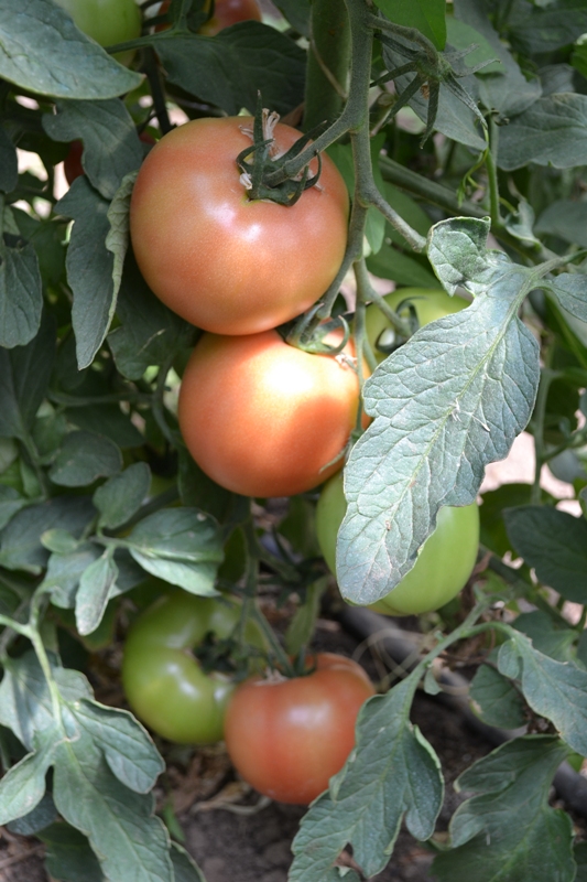 Отчеты о выращивании - томат