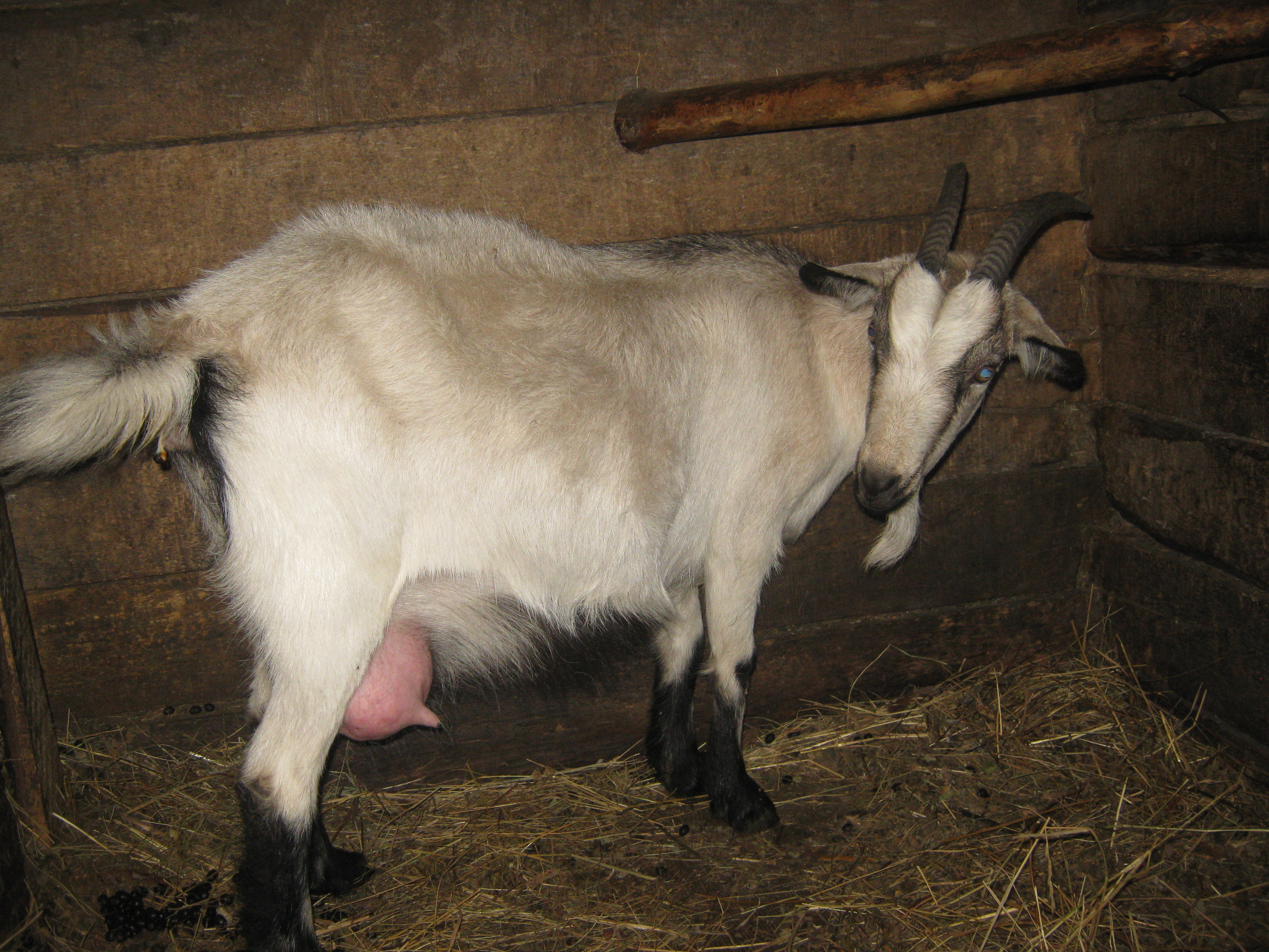 Сколько беременность у козы