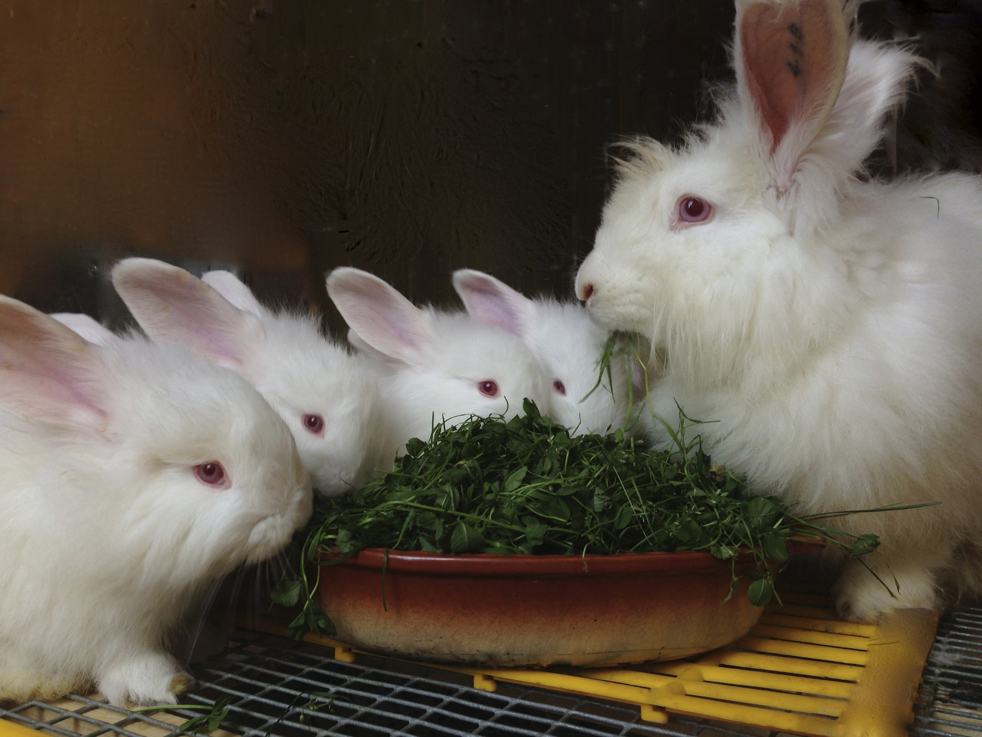 Кролики Немецкое Фото